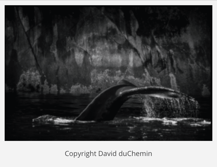 David duChemin Photography Whale Tail